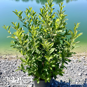 August 2025 5g Henrys Garnet Itea Single Website